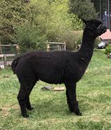alpaca for sale