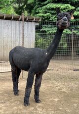 alpaca for sale