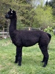 alpaca for sale