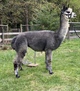 alpaca for sale