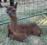 alpaca for sale