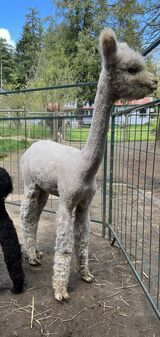 alpaca for sale