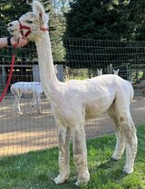 alpaca for sale