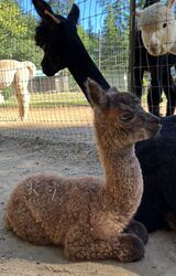 alpaca for sale