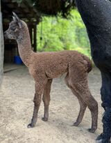 alpaca for sale