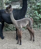 alpaca for sale