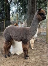 alpaca for sale