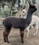 alpaca for sale