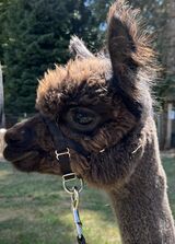 alpaca for sale
