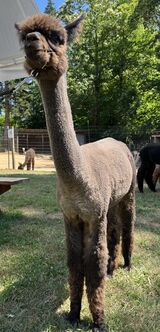 alpaca for sale