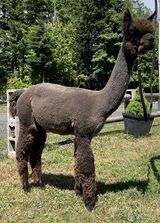 alpaca for sale