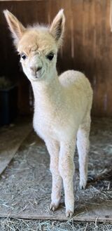 alpaca for sale