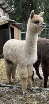 alpaca for sale