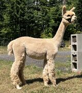 alpaca for sale