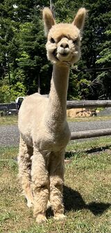 alpaca for sale