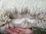 alpaca for sale