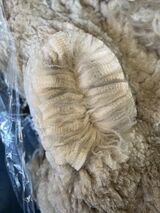 alpaca for sale