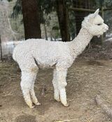 alpaca for sale