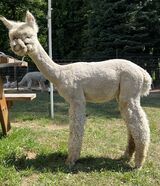 alpaca for sale