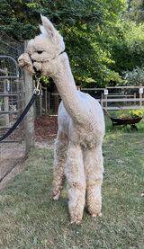 alpaca for sale