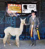 alpaca for sale