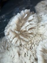 alpaca for sale