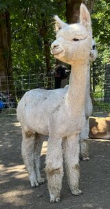 alpaca for sale