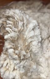 alpaca for sale