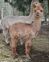 alpaca for sale