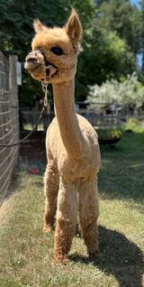 alpaca for sale