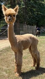 alpaca for sale