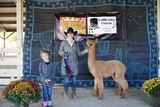 alpaca for sale