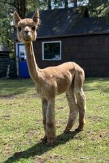 alpaca for sale