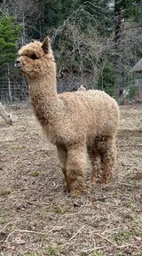 alpaca for sale