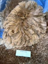 alpaca for sale