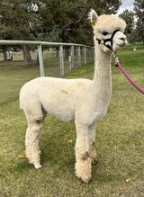 alpaca for sale