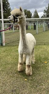 alpaca for sale