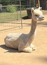 alpaca for sale