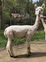 alpaca for sale