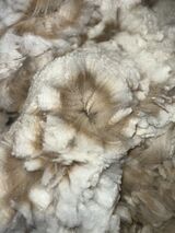 alpaca for sale