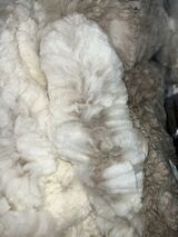 alpaca for sale