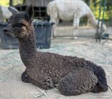 alpaca for sale