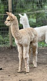 alpaca for sale