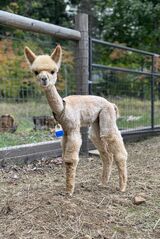 alpaca for sale