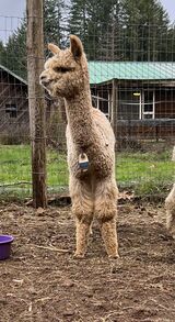 alpaca for sale