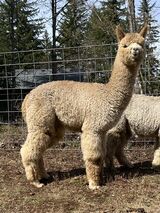 alpaca for sale