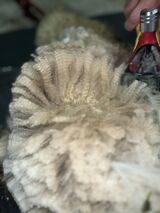 alpaca for sale