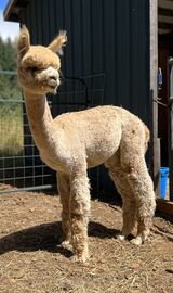 alpaca for sale