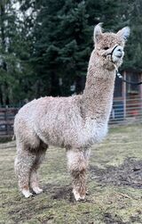 alpaca for sale