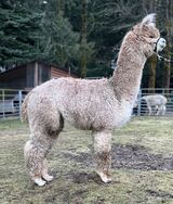 alpaca for sale
